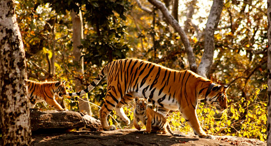 Collarwali littered for the first time in May 2008. The inexperienced mother was unable to protect her cubs from the harsh monsoon rains and her newborns died of pneumonia within three months.