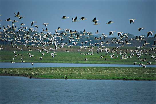 A gaggle of Bar-headed Geese lifts off from a waterbody. The birds winter in Assam and across North India. 