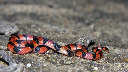 A Bibron's coral snake hatchling was photographed by the author in the Anamalai hills of Tamil Nadu. One of the rarest of coral snakes, this species is endemic to India, and found within the Western Ghats ranges of Karnataka, Kerala and Tamil Nadu.