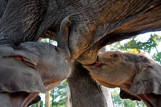 Gestation lasts for 20-22 months in elephants after which a single calf is born. Calves in a herd are known to wean from other females in the absence of their mother.
