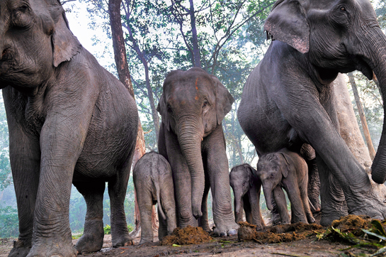 Counting dung piles and monitoring dung decay is one of the many techniques that field biologists use to estimate elephant numbers.