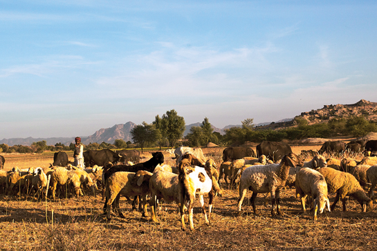 Livestock comprising goats and sheep grazed by the local herdsmen known as the Rabari form a major part of the Jawai leopards' diet.