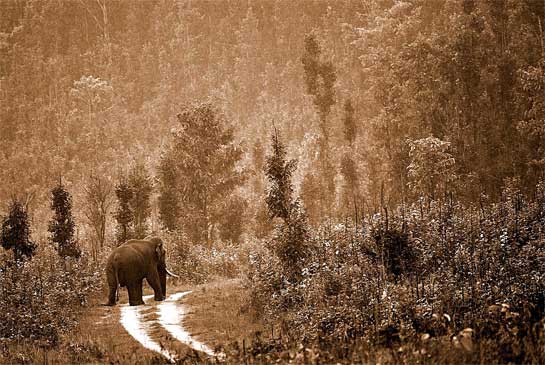 Without effective protection, this tusker, photographed by Aditya Panda in Similipal, Odisha, has little chance of surviving the rapid encroachment and habitat degradation that is rife all across India today.