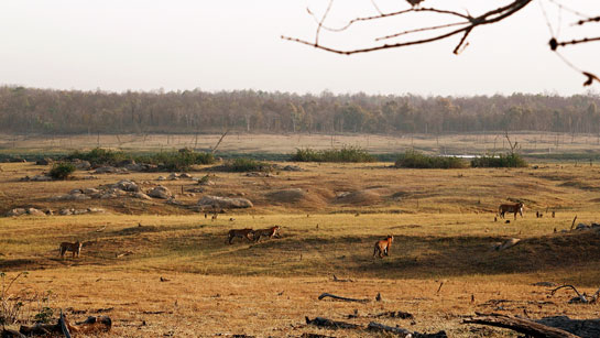 Collarwali reunited with her four cubs from her second litter after staying away from them for 16 days. The smart tigress was protecting her cubs by keeping the male tiger T-30 at bay.