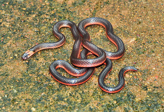 The Castoe's coral snake was described recently in 2012 from western peninsular India. It is easily distinguishable from other Indian coral snakes by its unpatterned and unicoloured dorsal scales.