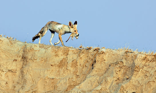 &acirc;Watching the pups was a delightful experience. For the first few months, the mother fed them inside the den, but as they grew older, she allowed them out and fed them on gerbils.