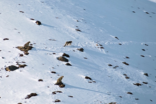 Despite some exciting near sightings and teasers in the form of scat and scrapemarks, the legendary snow leopard eluded the author throughout his trip to the Kibber Wildlife Sanctuary. This particular image was captured by Rahul Rao during a different trek in the Spiti Valley.