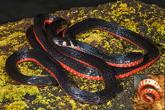 An adult striped coral snake's tail in a startling, characteristic defensive display (inset). Coral snakes have anatomically evolved to sport vivid colours and patterns that work well as an anti-predator feature.