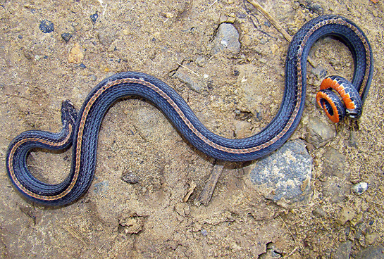 The non-venomous geographical co-habitant of the old world coral snakes - kukri snakes - have fascinatingly evolved similar behavioural as well as anatomical traits of the venomous coral snakes. Oligodon dorsalis, a kukri snake, though not as brightly adorned, mimics the tail coiling trait of the coral snakes.