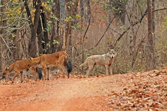 The 353 sq. km. Debrigarh Wildlife Sanctuary is one of the very few PAs in the country that supports all four canids of peninsular India. In March and April 2013, the authors and forest staff witnessed encounters between a male wolf and two female dholes and were able to capture some interesting images of the two species together in the same frame, possibly the first recorded instance of the phenomenon in the wild.