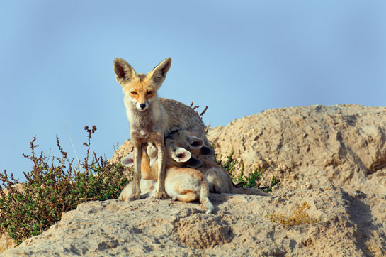 Normally solitary, desert foxes pair up in the breeding season from November to February. After a gestation period of 50-53 days, an average of six to seven pups are born. Both parents care for their young ones until they are able to fend for themselves. Pups are born blind and defenceless and will only venture out of the den when they are around two weeks old, and still only under the watchful eye of their parents.