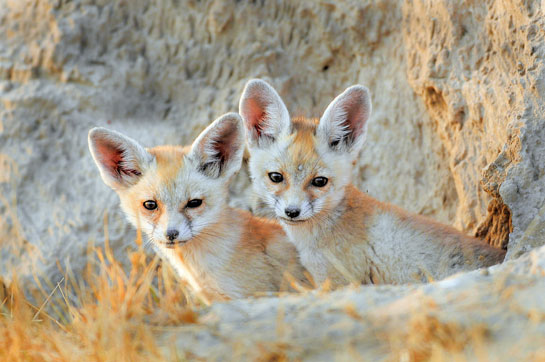 &acirc;As they grew, the pups turned playful, jumping and ambushing each other around the den and the author's hide. Such play behaviour hones their hunting skills preparing them for future survival.