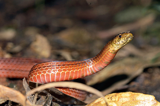 The lesser-known, short-tailed kukri, is an interesting coral snake mimic. It sports stripes like that of a striped coral snake and its dorsal region is similar to the Bibron's coral snake. A short-tailed kukri takes on its distinctive defensive stance with its head raised and body coiled sideways.