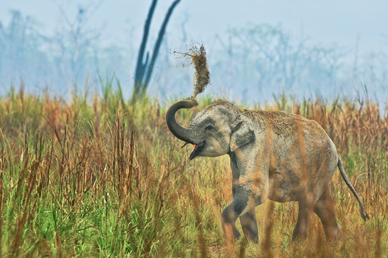 &acirc;Nature's great masterpiece, an elephant; the only harmless great thing.