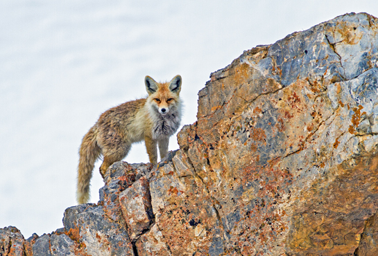 The elusive Himalayan red fox Vulpes vulpes, found from Jammu and Kashmir to Arunachal Pradesh, was sighted twice by the author. It prefers open landscapes and survives on small rodents, birds and even berries and fruit.