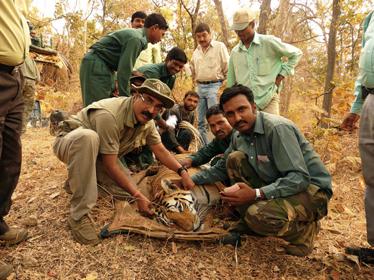 Dr. Aniruddha Majumder (right) and Dr. Kalyanasundaram Sankar with Collarwali or T-15, one of four cubs of the famous Barimada tigress. Between April 2007 and December 2012, four tigers were radio-collared in Pench and then regularly monitored using camp elephants.