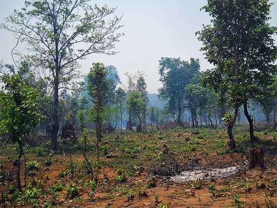 The decimation of Odisha's forests, in favour of monoculture plantations that support the paper and pulp industry, is just one example of the attitude of state officials who believe that forests are only worth the monetary profits they earn.