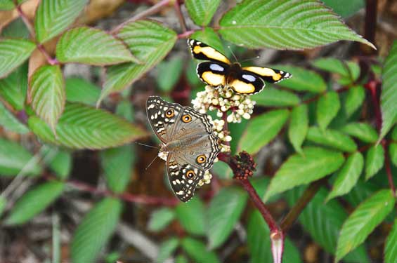 Notable in the roster of over 332 identified butterfly species of the Western Ghats are the inhabitants of lightly-wooded and grassland areas, such as the lemon pansy Junonia lemonias and yellow pansy Junonia hierta, both of which are active butterflies that enjoy basking, their bright wings open to the sun.