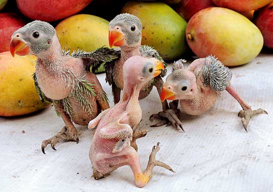 The heartbreaking sight of these baby parakeets torn from their homes is only one of the devastating scenes witnessed by the author. The plunder of Oussudu must stop, to the benefit of both people and wildlife.