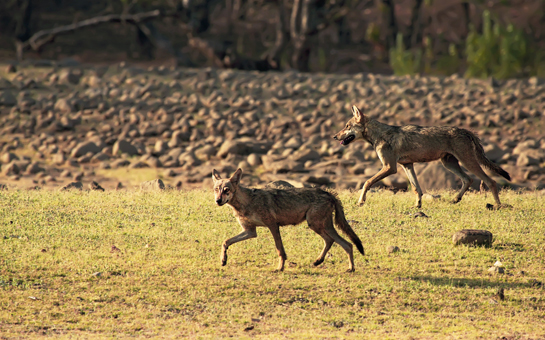 Wide-ranging across the country, the Indian wolf is a canny carnivore and may be found in small packs, though with limited prey, pairs are more common. The author's lifelong dream to photograph this enigmatic canid in the wild was finally realised after the wolf he helped rescue provided him with stellar photographic opportunities in the following days.