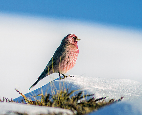 The Great Rosefinch Carpodacus sp. offers a rare splash of colour in an otherwise white and brown canvas. The species thrives in tundra and temperate grasslands and is found across Kashmir, Nepal, Tibet and southwestern China.