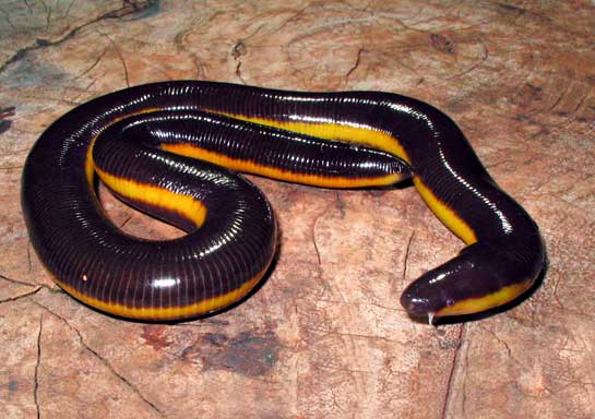 The value of wildlife corridors is often underestimated, yet they are the missing link that guarantees the survival and continued existence of a variety of wildlife species, like this Chorla giant stripe Ichthyophis davidi, the largest yellow-striped caecilian, described only recently in the Western Ghats by a team of researchers, including the author.