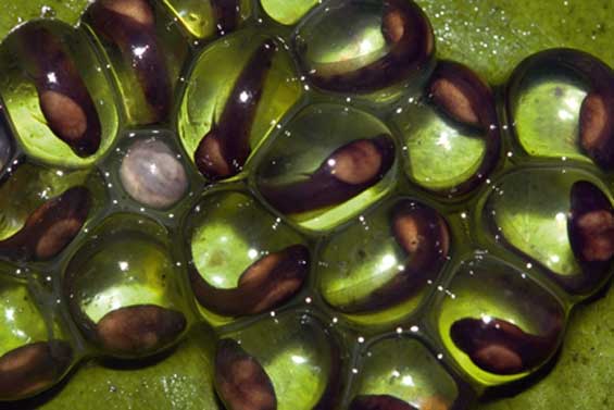 Frogs are directly or indirectly dependent on aquatic habitats, such as wetlands. These eggs of a night frog Nyctibatrachus sp. were released into the water, and the hatched tadpoles will remain in these ponds and marshes for a year or so till they reach maturity.
