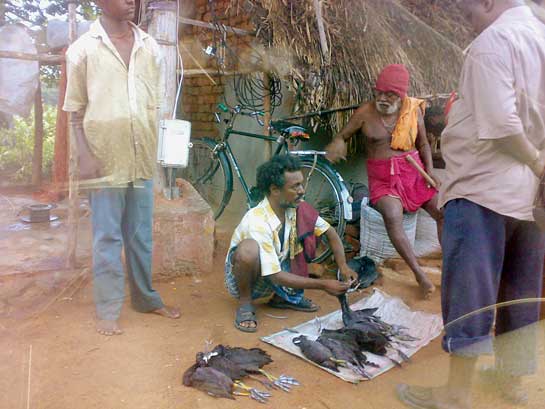 Food laced with the banned pesticide, Endosulfan, is dusted on water plants, which quickly kills unsuspecting birds. Local villagers are blissfully unaware that with this &acirc;bush meat' they are ingesting deadly toxins that could kill their own families.