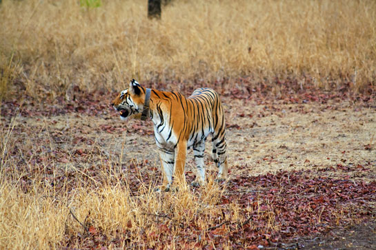 Collarwali's third litter was fathered by T-30, the very male she had to protect her second litter from. This litter learned to hunt faster than her earlier offspring. They were just 14 months old when this female cub hunted a chital fawn on her own.