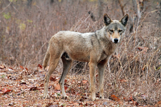 Why this unlikely association between dhole and wolf? The authors surmise that the dholes may have been separated from a larger group and were sticking together with the wolf as an anti-predator strategy against big cats, especially the leopard. Quintessential social canids, both species are pack-hunters and this threesome alliance may well have resulted in huting successes, though the authors saw no evidence of that.