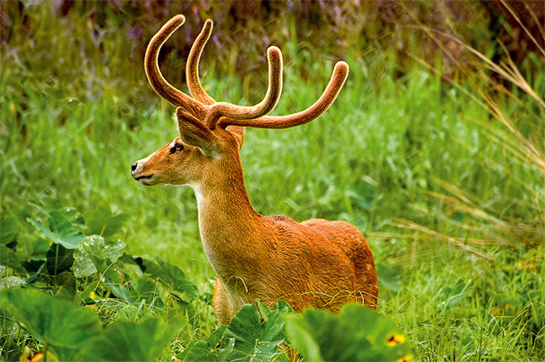 The unmistakable u-shaped antlers of the sangai stag give it its common name - the brow-antlered deer.