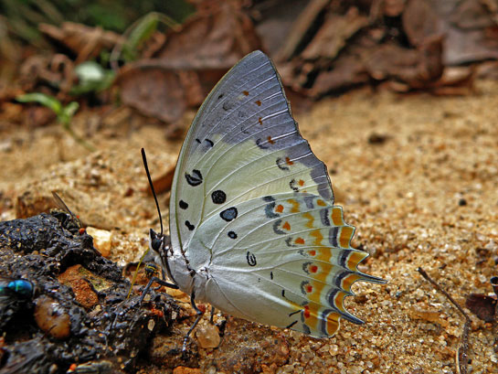 Some 320 species from six families have been recorded in the Garo Hills, many protected under Schedule 1 of the Wildlife Protection Act. This includes rare species such as this jewelled nawab butterfly, which, together with others such as the China nawab and stately nawab sport extravagant colours thanks to the iridescent scales that cover their wings.