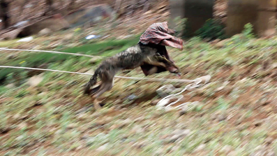 Freedom! After days of being stuck, the newly-liberated wolf sprints to the safety of the hills to rejoin her pack.