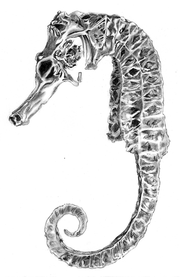 The seahorse's tail boasts of a rare design comprising square segments, unlike the round tails sported by most other animals.