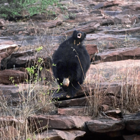 Female âC' with her 10 to 12 week-old cub astride her back. The authors were delighted to see the sheer number of bears in the Chambal river valley. Food, isolation, and protection proved good for these incredible animals. Female âC' with her 10 to 12 week-old cub astride her back. The authors were delighted to see the sheer number of bears in the Chambal river valley. Food, isolation, and protection proved good for these incredible animals.