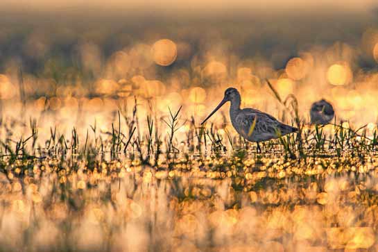 The group has visited the Mangalajodi wetlands at the northeastern fringe of Chilika Lake in Odisha, which provides food and shelter to many species of waders including the Black-tailed Godwit Limosa limosa.