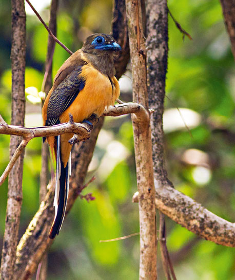 Female Malabar Trogon