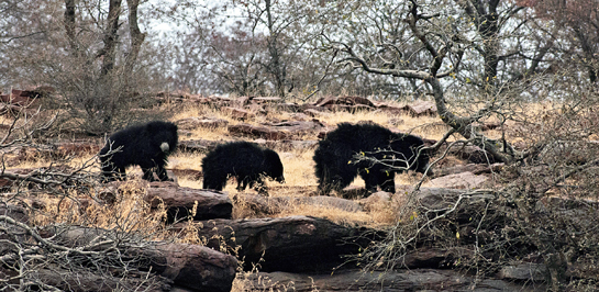 A female sloth bear leads her sub-adult cubs through a rocky landscape. Emerging at dawn each day, the family would inevitably retreat within hours to the comfort of cave dens, away from the sweltering heat.