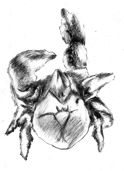 Yeti crab Kiwa tyleri Yeti crab Kiwa tyleri