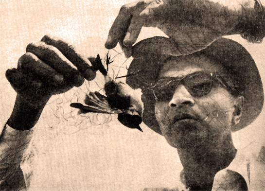 Zafar Futehally releases a bird from a mist net in 1962.