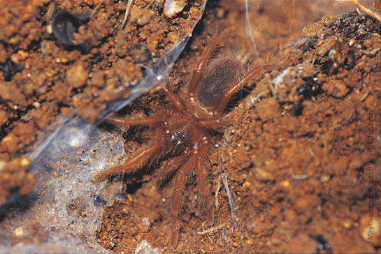 Dr. Mayilvahanan