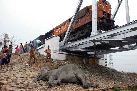 Railway projects through wildlife areas will inevitably lead to more gruesome incidents like this one of an elephant calf killed on the tracks at Assam's Deepor bheel.