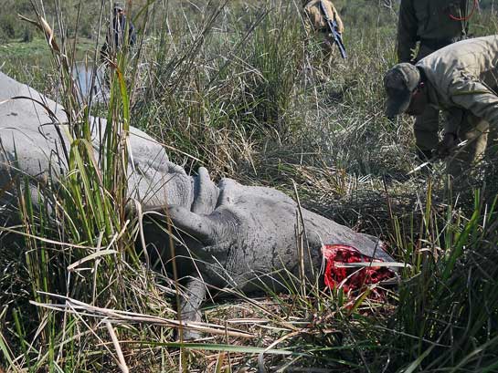Rhinos not only use their horns for self-defence, but to guide their young and to attract mates. Cutting off a rhino's horn hence invariably causes its death.