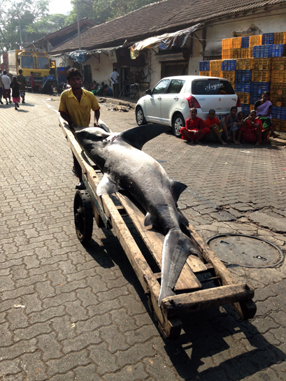 In early November 2014, a handcart puller at Mumbai's Sassoon dock, transports a shark to an unknown destination, potentially for export.