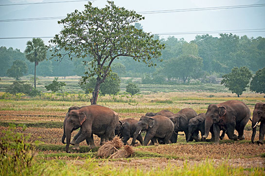 Elephants from Singhbhum are forced to migrate to Chattisgarh, Madhya Pradesh and Odisha thus increasing man-elephant conflict.