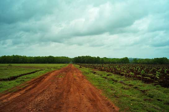The misguided Bangalore Development Authority (BDA) covered half the land area of the Hesaraghatta grassland with saplings. There needs to be widespread awareness on the effects of altering and fragmenting such landscapes. 