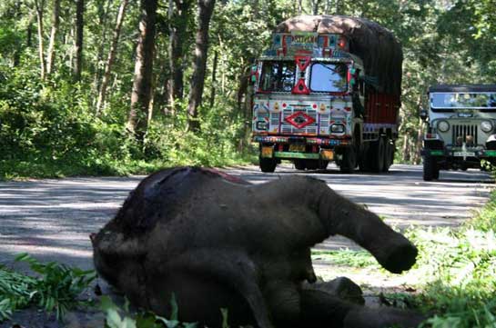 This elephant calf was killed by a speeding truck on October 5, 2011, inside the Bandipur Tiger Reserve. Such occurrences only strengthen the imperative to stop the development of roads and railways in our Protected Areas.