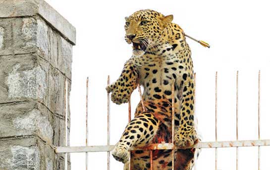 The BEML industrial campus in Mysore is home to several wild animals, including leopards, which often jump over campus boundaries in search of prey as night begins to crawl in. This female unfortunately slipped as she attempted to hurdle over the fence. However, the injury didn't prove to be fatal and she was tranquillised and subsequently released.