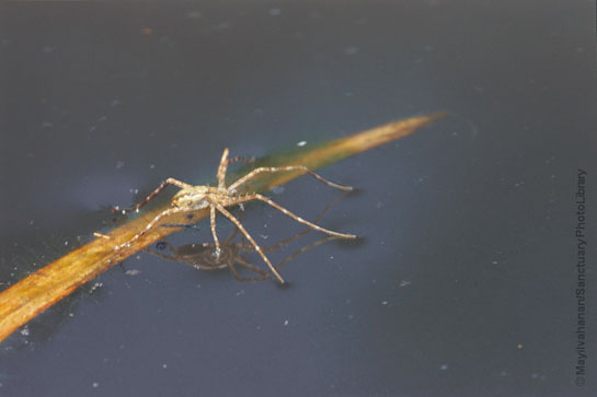 Dr. Mayilvahanan