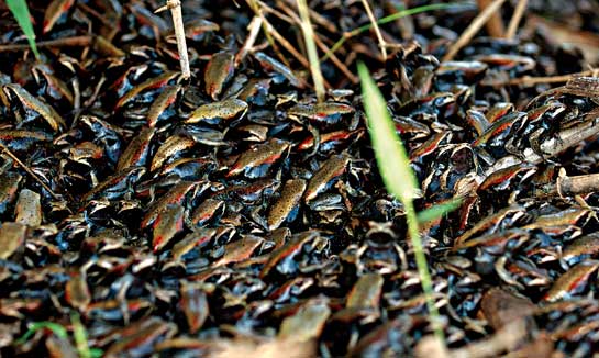 Climate change led by fossil fuel pollution has often been quoted as the main reason for amphibian decline. Amphibians such as these bi-coloured frogs Rana curtepis that have congregated during the summer in Nagarahole National Park in Karnataka, are strongly influenced by the external environment, particularly temperature. Ambient temperatures dramatically affect the time taken to reach metamorphosis, differentiation and growth rates, body size, mechanisms of gas exchange, rates of energy metabolism, and other physiological parameters. Additionally, UV light causes retardation in embryos making them susceptible to fungal diseases.
